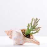 10*7CM Succulent plants in shell GS-3030330