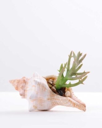 10*7CM Succulent plants in shell GS-3030330 Succulent YeahFlower is one of Chinese leading OEM manufacturers and exporters , supplying the silk flowers, wholesale artificial trees 10*7CM Succulent plants in shell GS-3030330