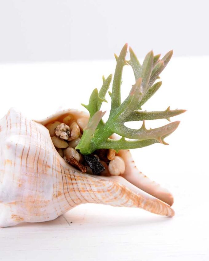 10*7CM Succulent plants in shell GS-3030330