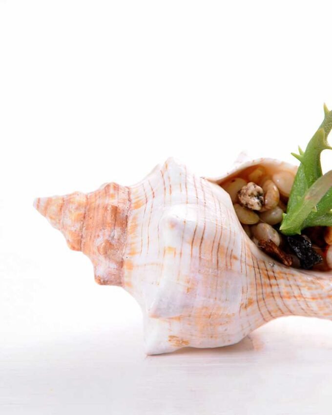 10*7CM Succulent plants in shell GS-3030330