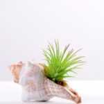 10*7CM Succulent plants in shell GS-3030331