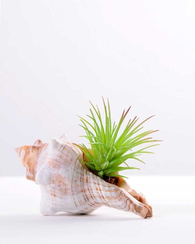 10*7CM Succulent plants in shell GS-3030331