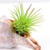 10*7CM Succulent plants in shell GS-3030331
