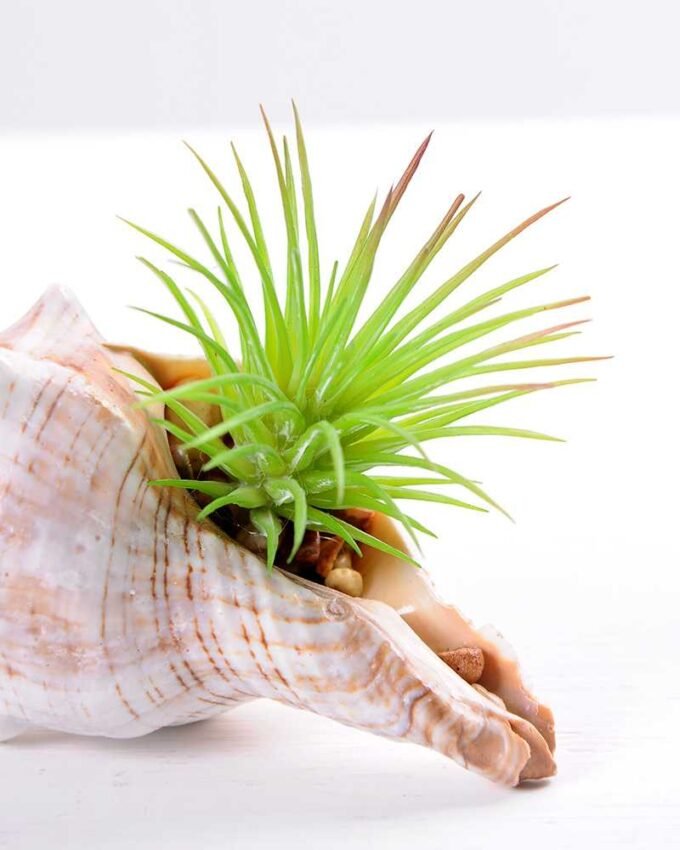 10*7CM Succulent plants in shell GS-3030331