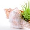 10*7CM Succulent plants in shell GS-3030331
