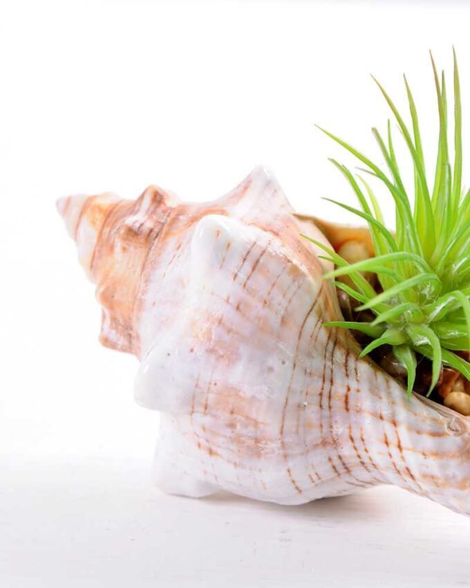 10*7CM Succulent plants in shell GS-3030331