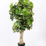 60*150CM Seven?star?tree GS-3040061