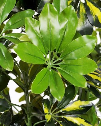 60*150CM Seven?star?tree GS-3040061