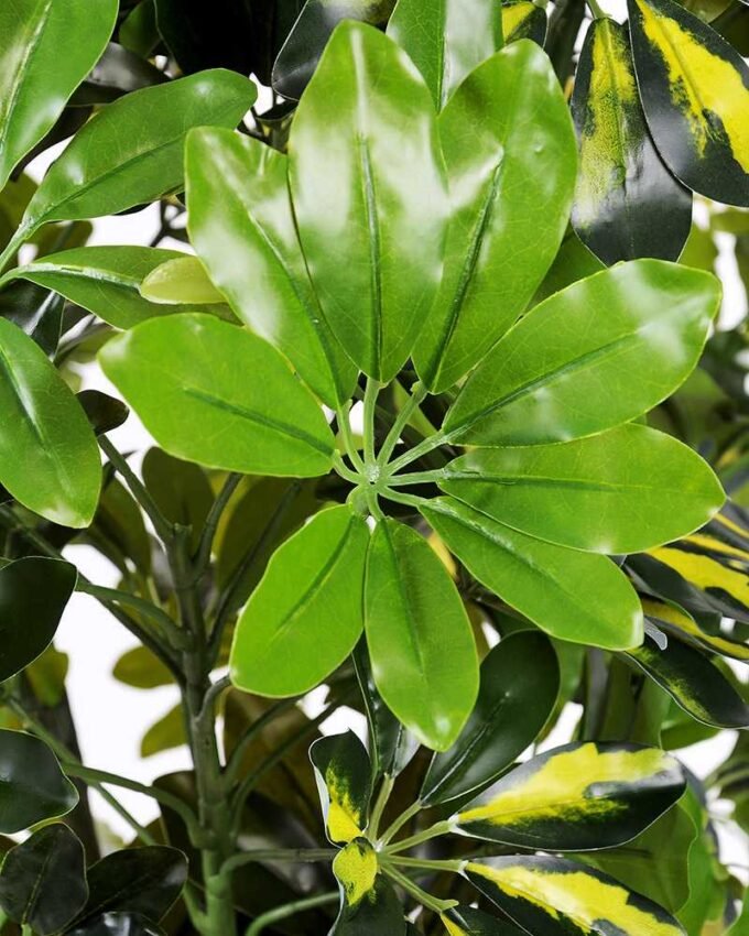 60*150CM Seven?star?tree GS-3040061