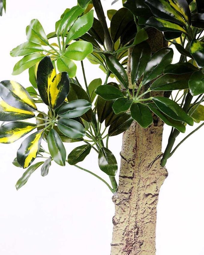 60*150CM Seven?star?tree GS-3040061