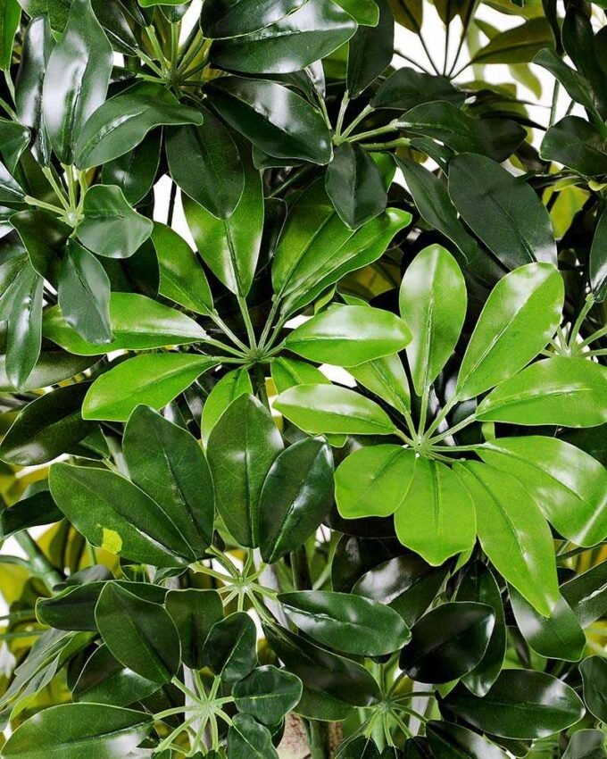 50*150CM Seven?star?tree GS-3040062