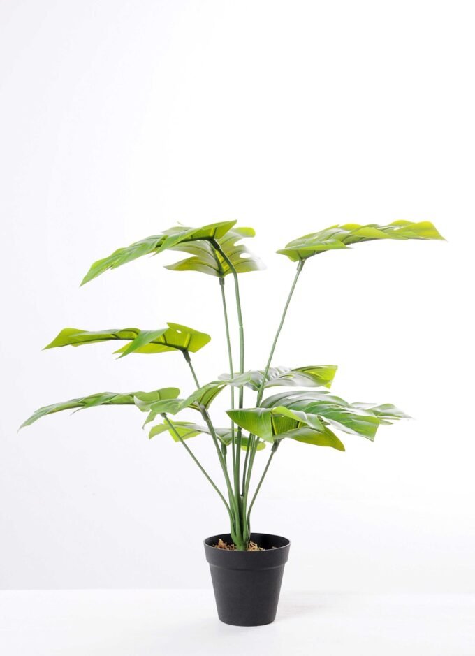 65CM Leaf of curvature of the tree GS-3040064