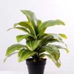 42CM tree GS-3040065