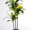110CM Brazilian iron tree GS-3040068 1 110CM Brazilian iron tree GS-3040068
