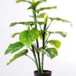 78CM Leaf of curvature of the tree GS-3040071