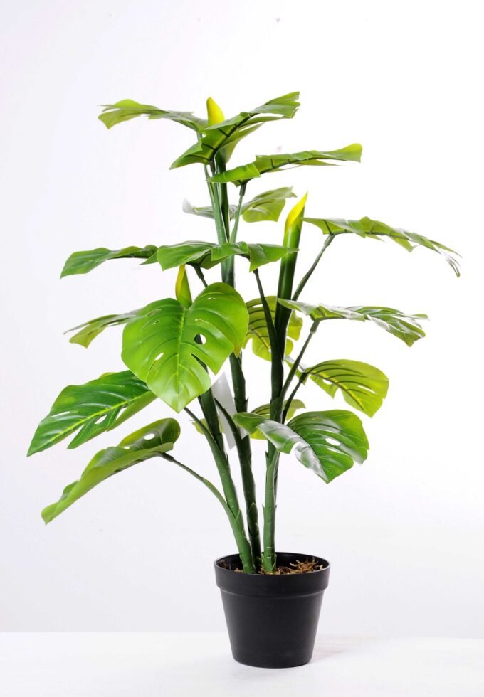 78CM Leaf of curvature of the tree GS-3040071