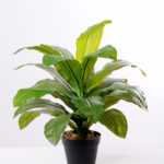 42CM Brazilian iron tree GS-3040073