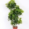 50*110CM Seven leaf tree GS-3040081