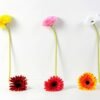 10*37CM single chrysanthemum GS-3120022