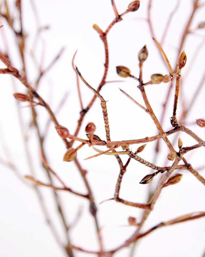 Deadwood Spray *12 GS-3120026