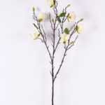 Magnolia denudata*6 GS-3120027-W1