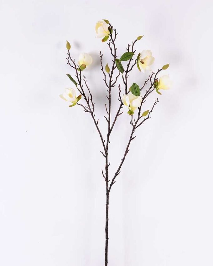 Magnolia denudata*6 GS-3120027-W1