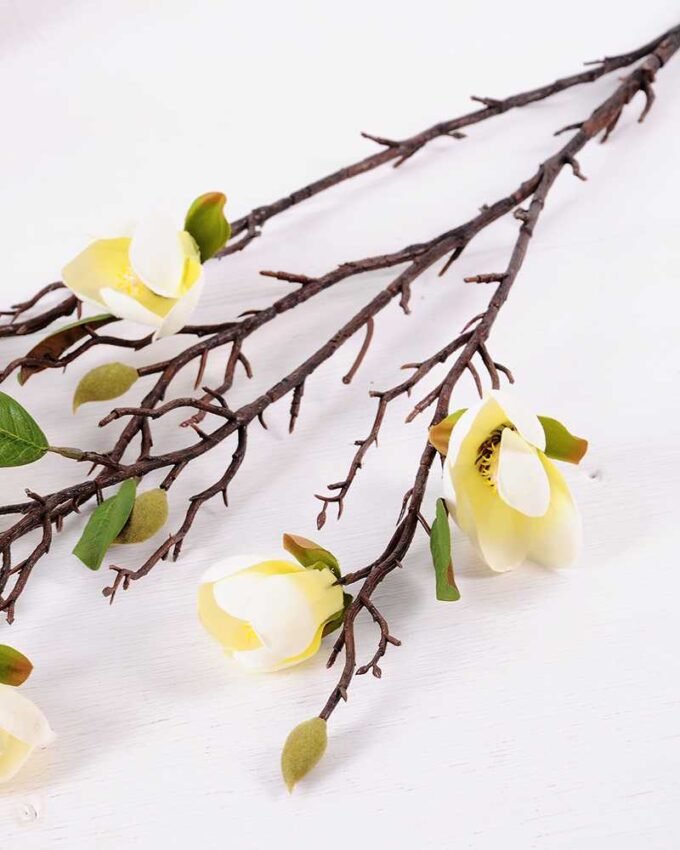 Magnolia denudata*6 GS-3120027-W1