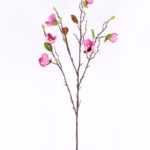 Magnolia denudata*6 GS-3120027-Z1