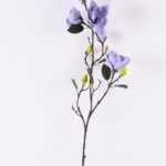 Magnolia denudata*5 GS-3120028-B1