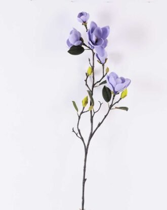 Magnolia denudata*5 GS-3120028-B1