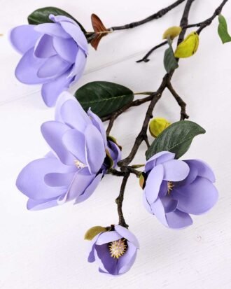 Magnolia denudata*5 GS-3120028-B1