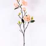 Magnolia denudata*5 GS-3120028-C1