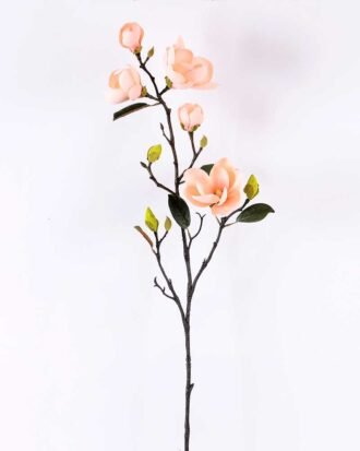 Magnolia denudata*5 GS-3120028-C1