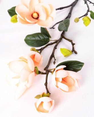 Magnolia denudata*5 GS-3120028-C1