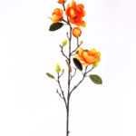 Magnolia denudata*5 GS-3120028-O1