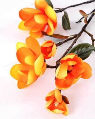 Magnolia denudata*5 GS-3120028-O1