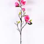 Magnolia denudata*5 GS-3120028-P1