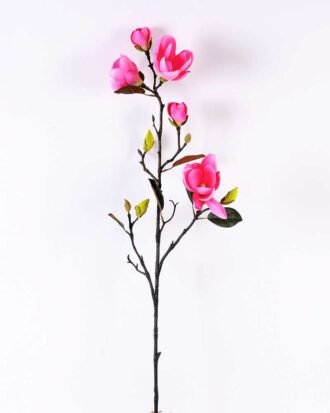 Magnolia denudata*5 GS-3120028-P1