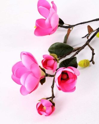 Magnolia denudata*5 GS-3120028-P1