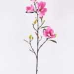 Magnolia denudata*5 GS-3120028-P2