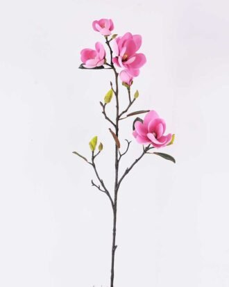 Magnolia denudata*5 GS-3120028-P2