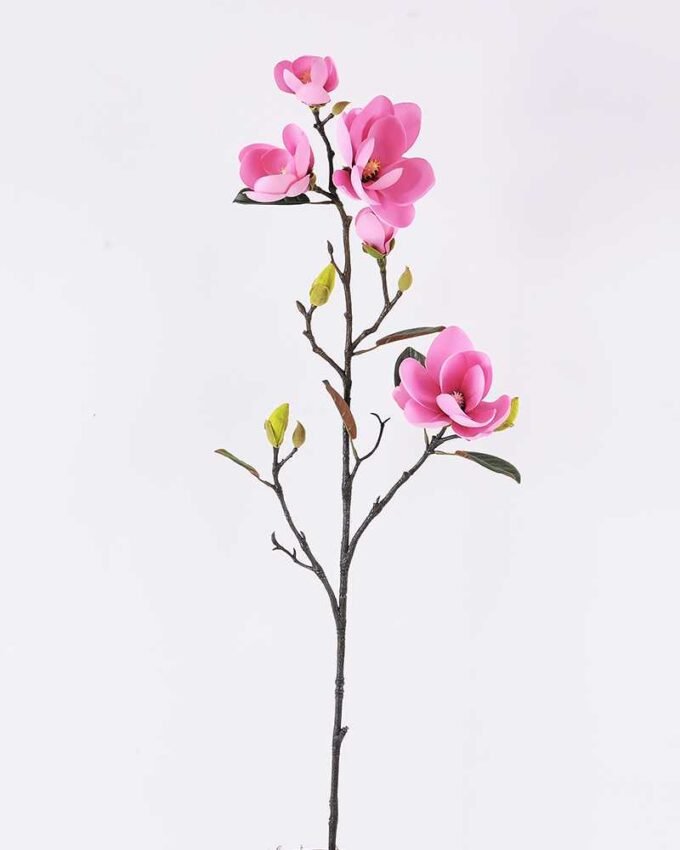 Magnolia denudata*5 GS-3120028-P2