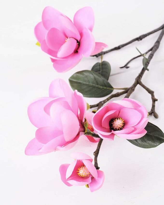 Magnolia denudata*5 GS-3120028-P2