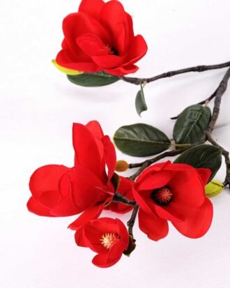 Magnolia denudata*5 GS-3120028-R1