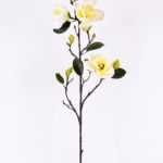 Magnolia denudata*5 GS-3120028-W1