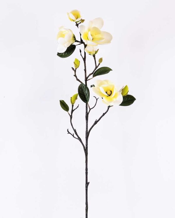 Magnolia denudata*5 GS-3120028-W1