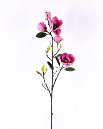 Magnolia denudata*5 GS-3120028-Z1