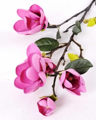 Magnolia denudata*5 GS-3120028-Z1