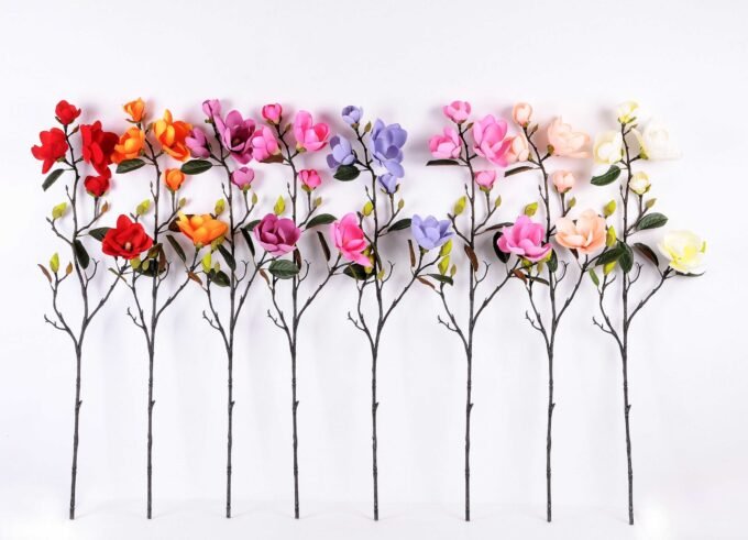 Magnolia denudata*5 GS-3120028-Z1