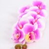 14*95CM Feeling butterfly orchid*11(S) GS-3130009-Z2